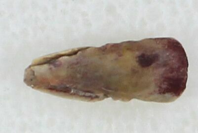 Permian Amphibian (Trimerorhachis) Claw - Oklahoma #33613